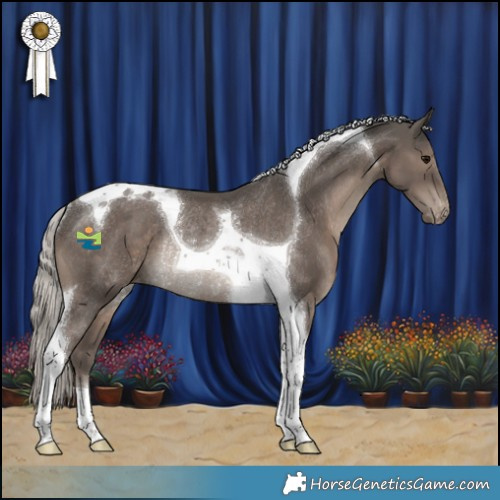 Horse Color:Silver Black Tobiano Appaloosa Rabicano 