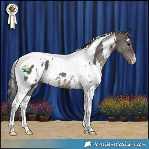 Horse Color:White Spotted Grullo Tobiano Appaloosa 