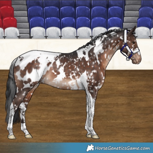 Horse Color:White Spotted Brown Tobiano Blanket Rabicano 