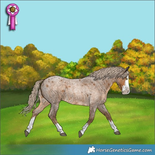 Horse Color:Chocolate Palomino Roan Splash 