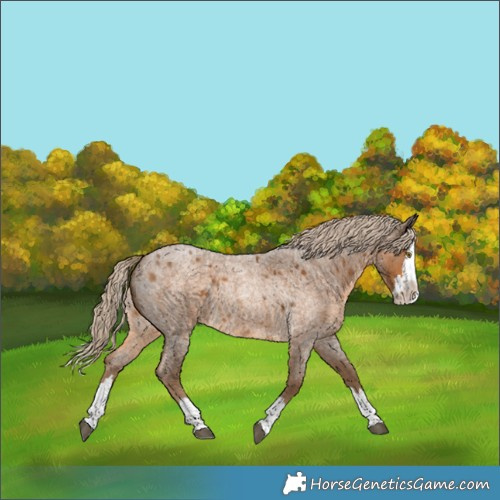Horse Color:Chocolate Palomino Roan Splash