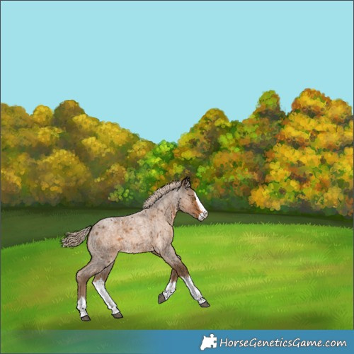 Horse Color:Chocolate Palomino Roan Splash 