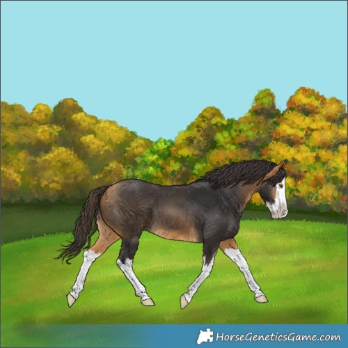 Horse Color:Buckskin Splash 