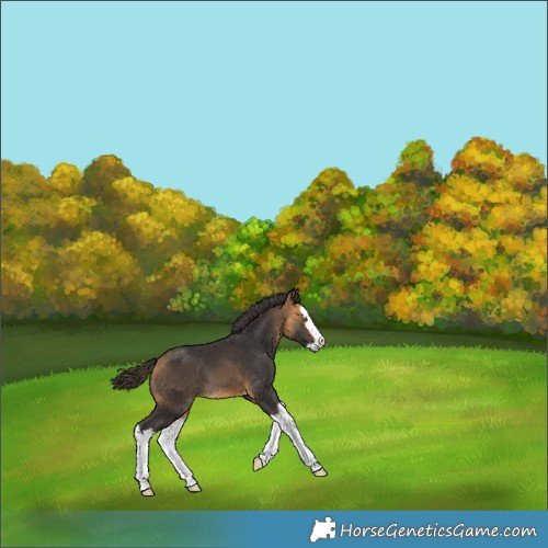 Horse Color:Buckskin Splash 