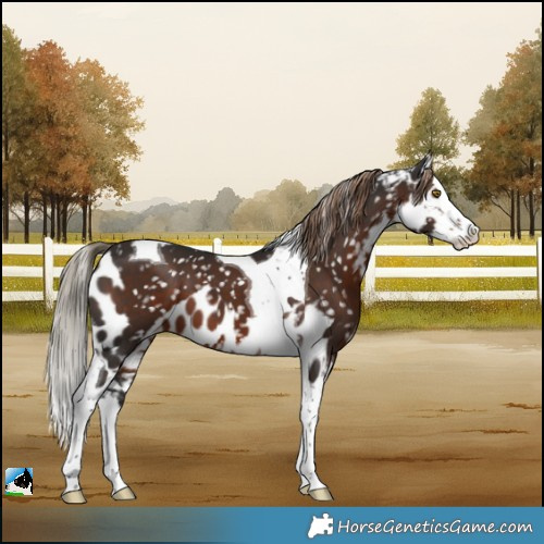 Horse Color:Liver Chestnut Splash Tobiano Skewed LP Spotted