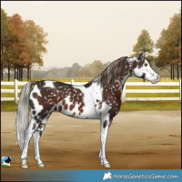 Horse Color:Liver Chestnut Splash Tobiano Skewed LP Spotted 