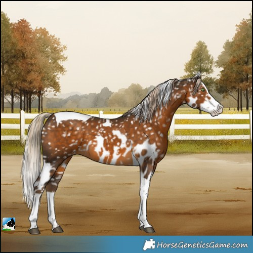 Horse Color:Chocolate Palomino Splash Tobiano Skewed LP Spotted