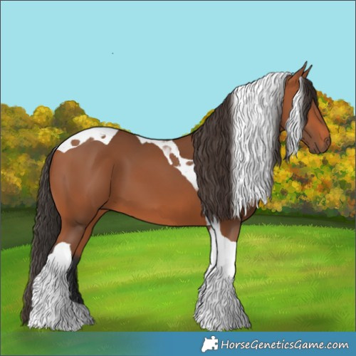 Horse Color:Bay Tobiano 