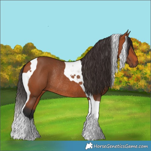 Horse Color:Bay Tobiano Rabicano 