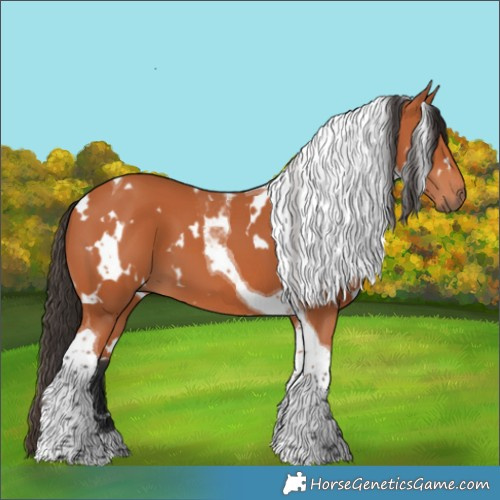 Horse Color:White Spotted Bay Tobiano 