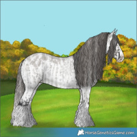 Horse Color:Grullo Roan Sabino Splash and Grullo Roan Sabino Splash Blanket