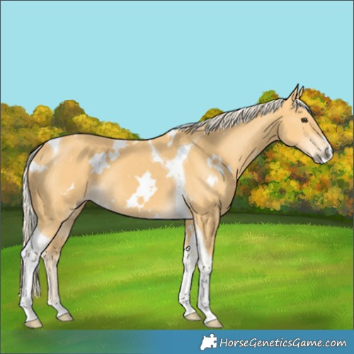 Horse Color:White Spotted Palomino Tobiano