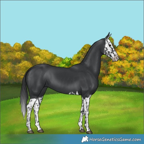 Horse Color:Black  and Black Splash 