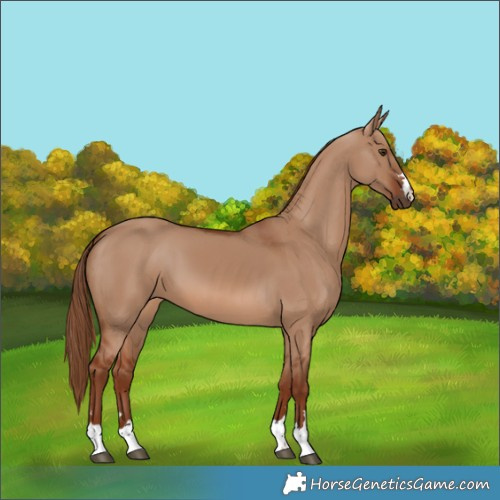 Horse Color:Red Dun