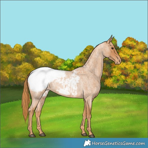 Horse Color:Red Roan Appaloosa