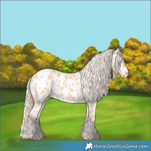 Horse Color:Palomino Appaloosa