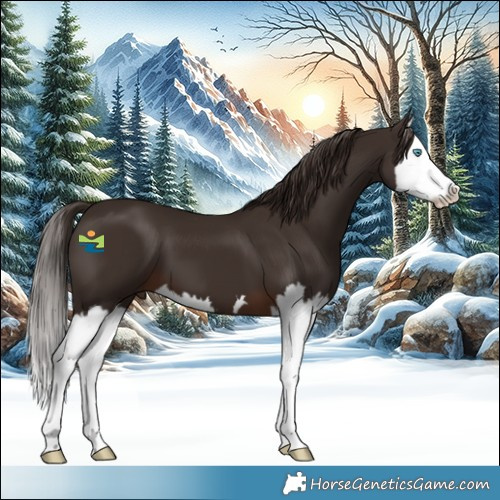 Horse Color:Liver Chestnut Splash 