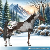 Horse Color:Liver Chestnut Appaloosa and Gray Bay Roan Sabino Appaloosa