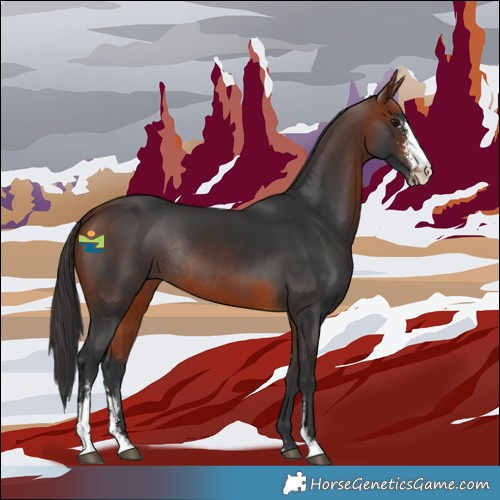 Horse Color:Bay Sabino Rabicano 
