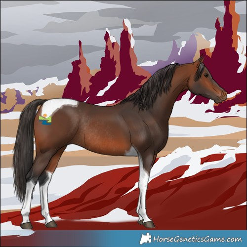 Horse Color:Bay Tobiano Rabicano 