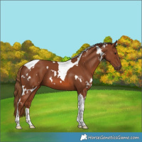 Horse Color:White Spotted Chestnut Tobiano