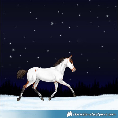 Horse Color:Bay Near Fewspot 