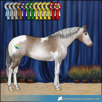 Horse Color:Gray Liver Red Dun Tobiano Rabicano
