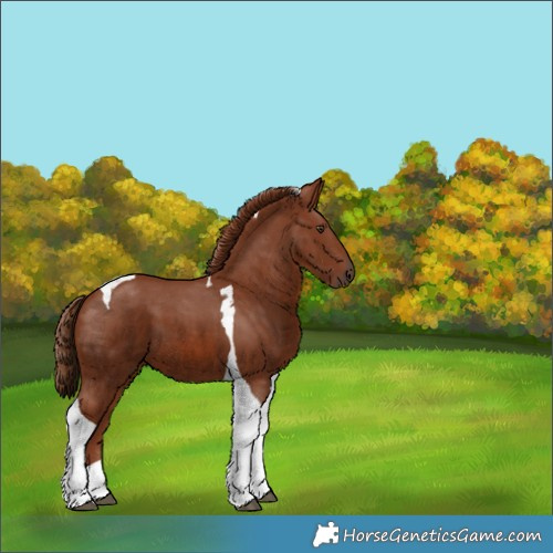 Horse Color:Unknown 
