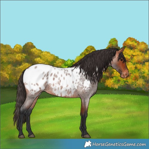 Horse Color:Bay Roan Appaloosa 