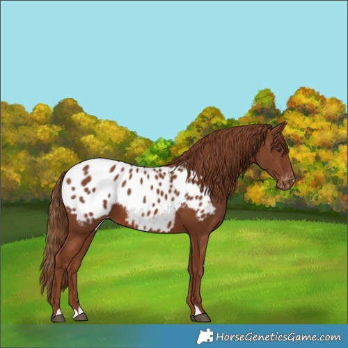 Horse Color:Chestnut Appaloosa 