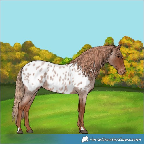 Horse Color:Red Roan Appaloosa