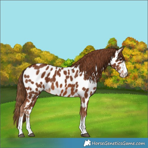 Horse Color:Chestnut Appaloosa 