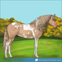 Horse Color:White Spotted Red Dun Tobiano 