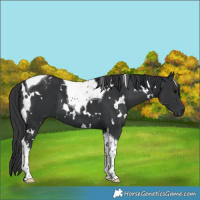 Horse Color:White Spotted Black Tobiano 