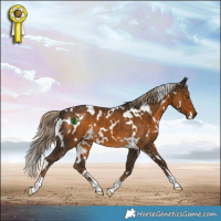 Horse Color:White Spotted Chocolate Palomino