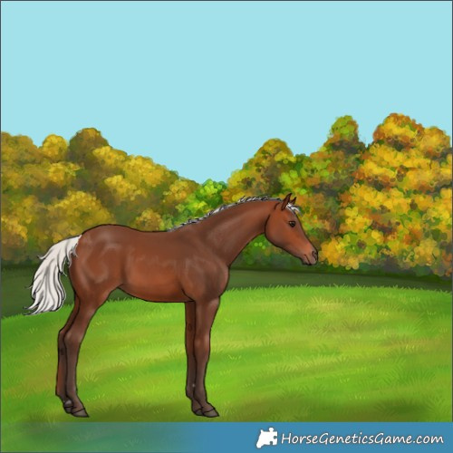 Horse Color:Silver Brown 