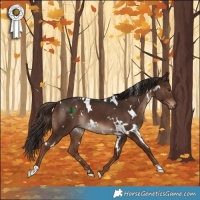 Horse Color:White Spotted Liver Chestnut 