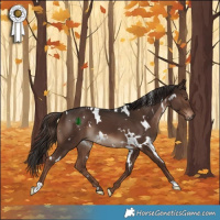 Horse Color:White Spotted Liver Chestnut