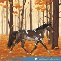 Horse Color:White Spotted Liver Chestnut