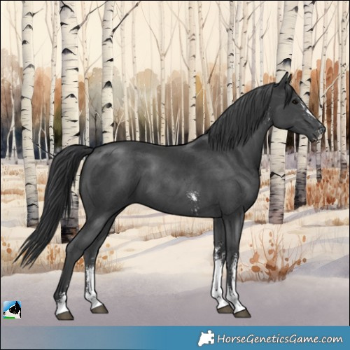 Horse Color:Black Sabino