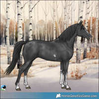 Horse Color:Black Sabino