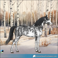 Horse Color:Black Mushroom Sabino