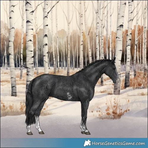 Horse Color:Black Ice Sabino 