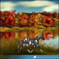 Horse Color:White Spotted Liver Chestnut Rabicano 