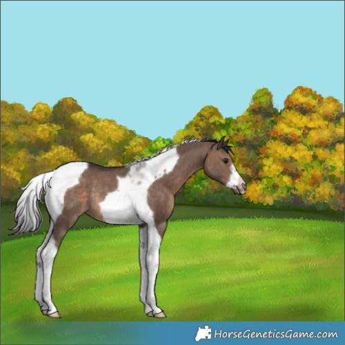 Horse Color:Brown Dun Tobiano Frame Rabicano 