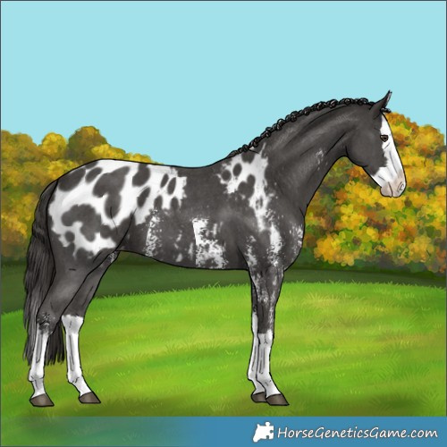 Horse Color:Liver Chestnut Sabino Splash Appaloosa