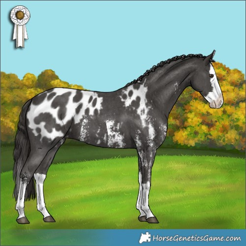 Horse Color:Liver Chestnut Sabino Splash Appaloosa