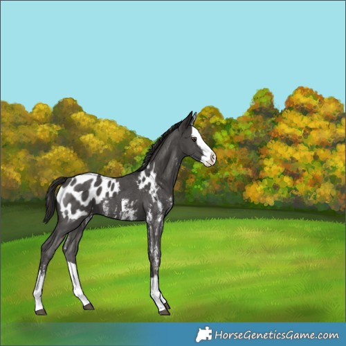 Horse Color:Liver Chestnut Sabino Splash Appaloosa 