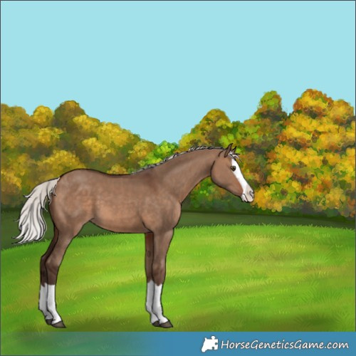 Horse Color:Silver Brown Dun Splash 
