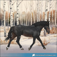 Horse Color:Brown 